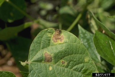 Bacterial Pea Blight : How To Recognize Bacterial Blight In Peas