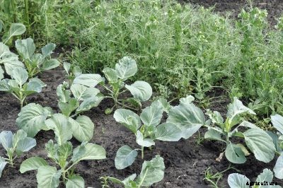 Pea Plant Companions: What Are Plants That Grow With Peas
