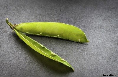 Empty Pea Pods: Why Are There No Peas Inside Pods