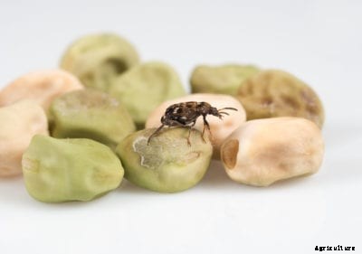 What Are Pea Weevils: Information For Control Of Pea Weevil Pests