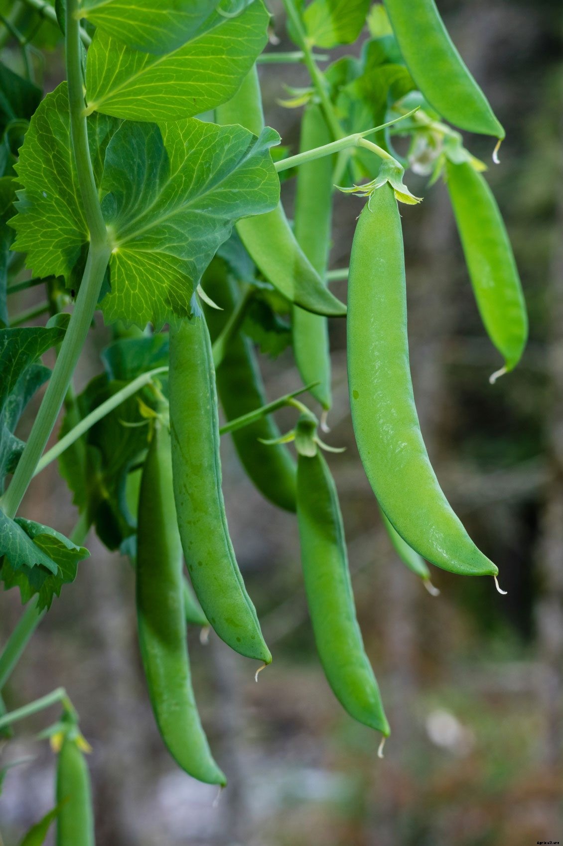 Pot Grown Garden Peas: How To Grow Peas In A Container