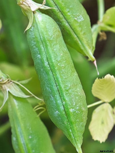 Why Is My Pea Plant Yellow: Causes And Treatment For Yellowing Pea Plants
