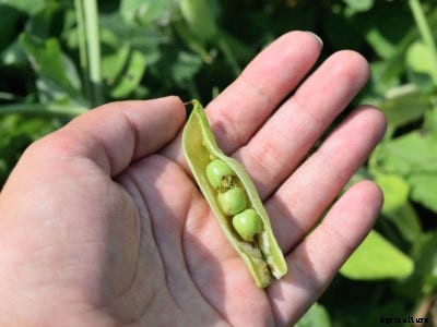 Pea Plant Diseases And Pests Of Pea Plants