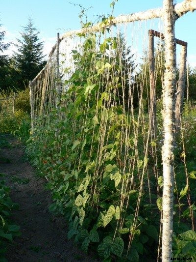 How To Stake Peas – Information On Supporting Pea Plants
