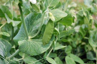 How To Grow Snow Peas – Planting Snow Peas In Your Garden