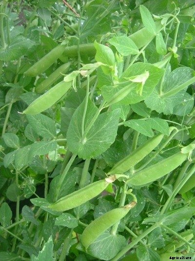 Growing Snap Peas – How To Grow Snap Peas