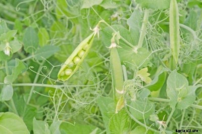 How To Grow Peas: Requirements For Growing Peas