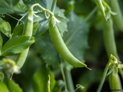 How Low Of A Temperature Can Peas Stand?