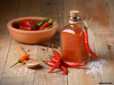 Tabasco Pepper Plant Info – Planting Tabasco Chili Pepper Seeds