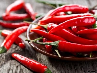 What Is Capsaicin: What Makes Peppers Hot