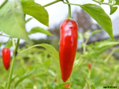 Thai Pepper Plant Info – How To Grow A Thai Peppers