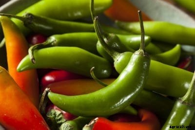 Serrano Pepper Plant Info – How To Grow Serrano Peppers At Home