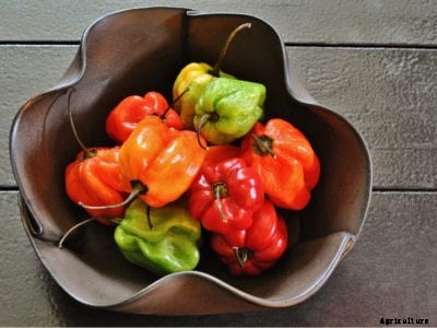 Scotch Bonnet Facts And Growing Info: How To Grow Scotch Bonnet Peppers
