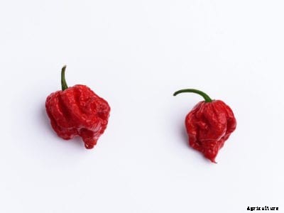 World’s Hottest Peppers: How To Grow Carolina Reaper Plants