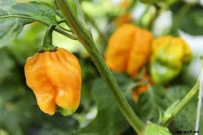 Differences Between Peppers – How To Identify Pepper Plants