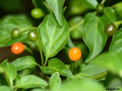 Uses For Chiltepin Peppers: How To Grow Chiltepin Chili Peppers
