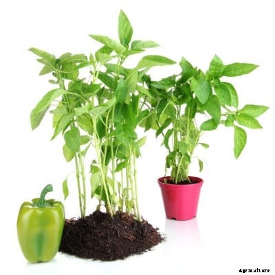 Growing Peppers From Cuttings: How To Clone A Pepper Plant