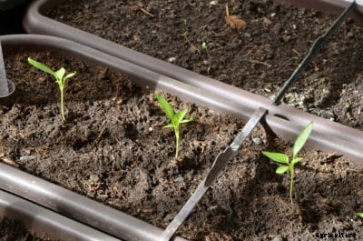 Hot Pepper Seedling Care – Growing Hot Peppers From Seed