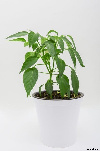 Pepper As A Houseplant – Learn How To Grow Indoor Peppers