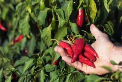 Harvesting Hot Peppers: Tips For Picking Peppers That Are Hot