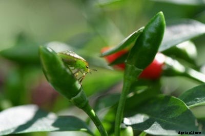 Hot Pepper Problems – Common Hot Pepper Plant Pests And Diseases