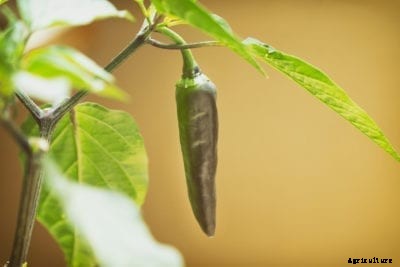 Indoor Pepper Care: Growing Hot Pepper Plants Inside
