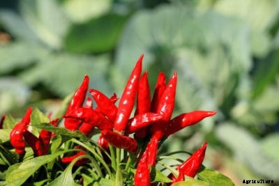 Takanotsume Pepper Info: How To Grow Hawk Claw Chili Peppers