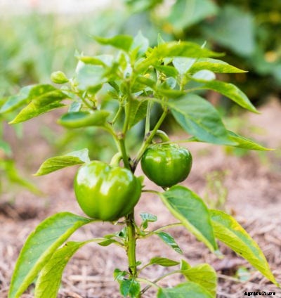 Why Are My Peppers Bitter – How To Sweeten Peppers In The Garden