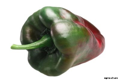 What Are Dolmalik Peppers: Dolmalik Pepper Uses And Care