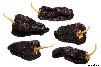 Mulato Chili Peppers: Learn About Mulato Pepper Uses And Care