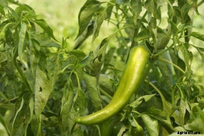 Anaheim Pepper Information: Learn About Anaheim Pepper Growing