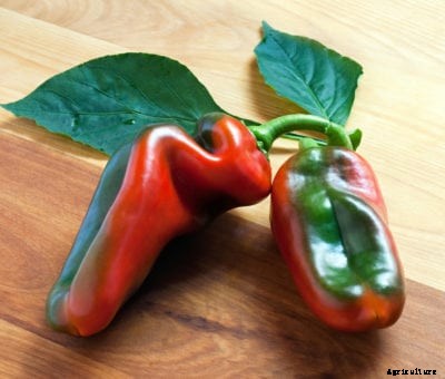 Italian Peppers For Frying: Tips For Growing Italian Frying Peppers