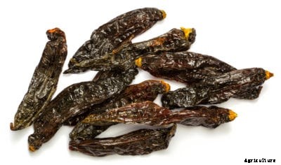 What Is An Aji Panca Pepper – How To Grow Aji Panca Chilis