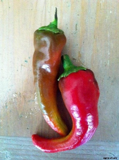 Italian Sweet Pepper Care: Tips For Growing Italian Sweet Peppers