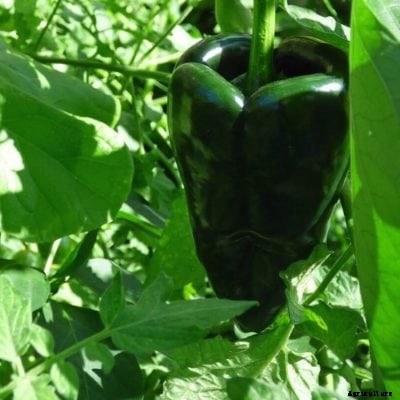 What Are Poblano Peppers – How To Grow A Poblano Pepper Plant