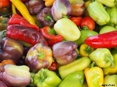 Peppers That Aren’t Hot: Growing Different Types Of Sweet Peppers