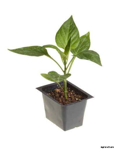 Why Are Peppers Damping Off – Managing Damping Off In Peppers