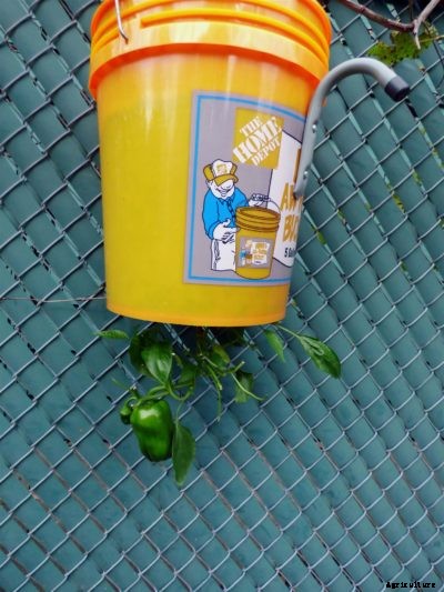Inverted Pepper Plants: Learn About Growing Peppers Upside Down