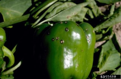 Pepper Black Spot – Why Are There Spots On My Peppers