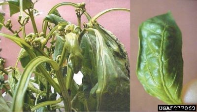 Pepper Herbicide Damage: Can Peppers Be Damaged By Herbicides