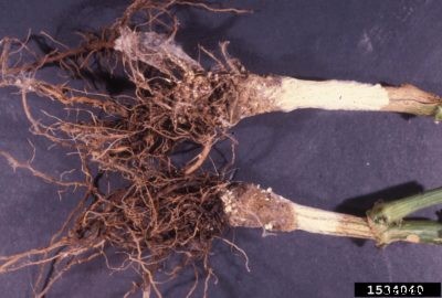 Southern Blight Of Pepper Plants – Managing Peppers With Southern Blight