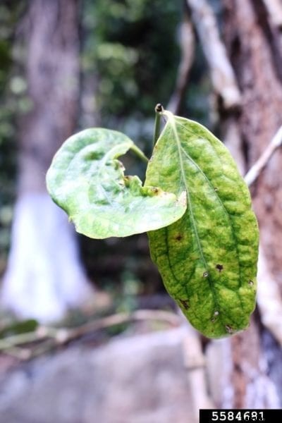 Pepper Mosaic Virus: Learn About Mosaic Virus On Pepper Plants