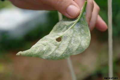 Pepper Leaves Turning White: Treating Peppers With Powdery Mildew
