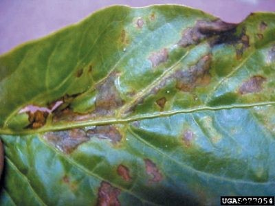 Browning Pepper Leaves: Why Are Leaves Turning Brown On Pepper Plants