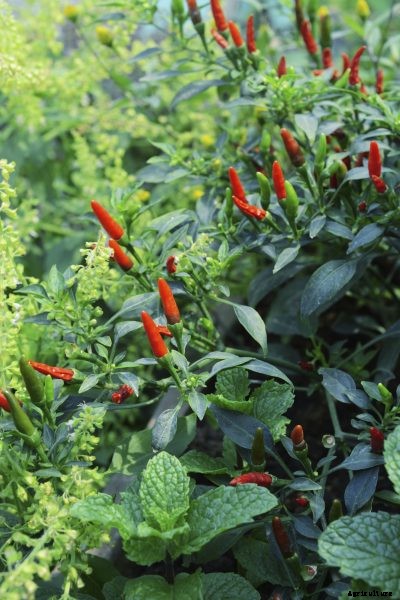 Chili Pepper Companion Planting – What To Grow With Hot Pepper Plants