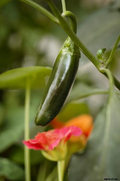 Jalapeno Companion Plants – What Can I Plant With Jalapeno Peppers