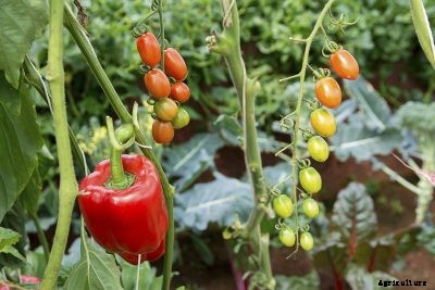 Pepper Plant Companions – What Are Good Companions For Peppers