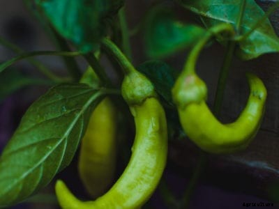 Why Are My Banana Peppers Turning Brown: Fixing Brown Banana Pepper Plants