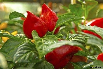 Pimento Sweet Peppers: Tips For Growing Pimento Peppers