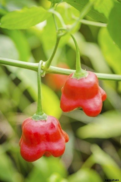 Hot Pepper Plants: Tips On Growing Peppers For Hot Sauce